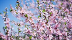 Cherry Blossoms