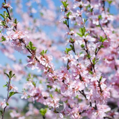 Cherry Blossoms